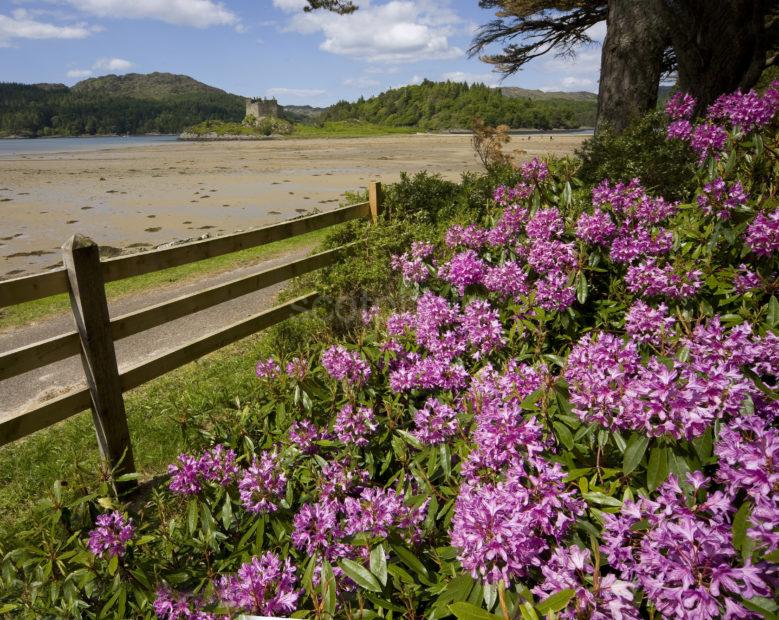 0I5D9934 Springtime View Towards Tioram Castle Loch Moidart