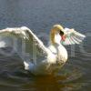 IMG 0396 Swan On Lake 47MG