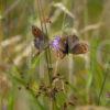 4007 Two Scotsh Argos Butterflys Seen Eriska