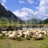 Sheep Farming In The Pass Of Glencoe West Highlands