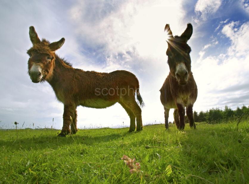 1185 Donkeys In Retirement Argyll