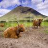 WY3Q0710 Highland Cows Auch Glen