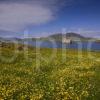 Castlebay And Kisimul Castle In Spring