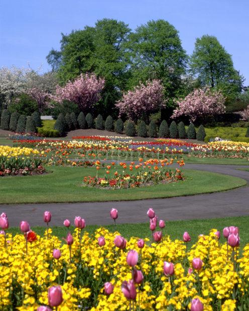 Spring Flowers In Victoria Park And Gardens Glasgow