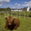 Highlands Cows In Duirnish Village