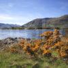 SPRING VIEW ACROSS CORRAN SOUND TO CORRAN LIGHTHOUSE LOCHABER