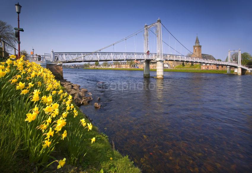 Daffodills On River Ness Inverness MEDIUM FILE