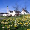 Springtime View Of Auchroisk Distillery Nr Boat O Brig River Spey Moray