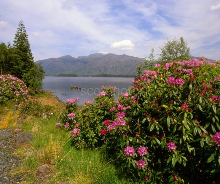 Spring On Shore Pf Loch Maree Wester Ross