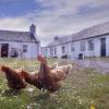 Hens Roam Around Easdale Island Village Seil Argyll