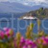 3X8G0339 Great Shot Isle Of Mull Passes Dunollie Castle With Blurred Rhodys