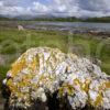 Large Quartz Boulder South End Of Island