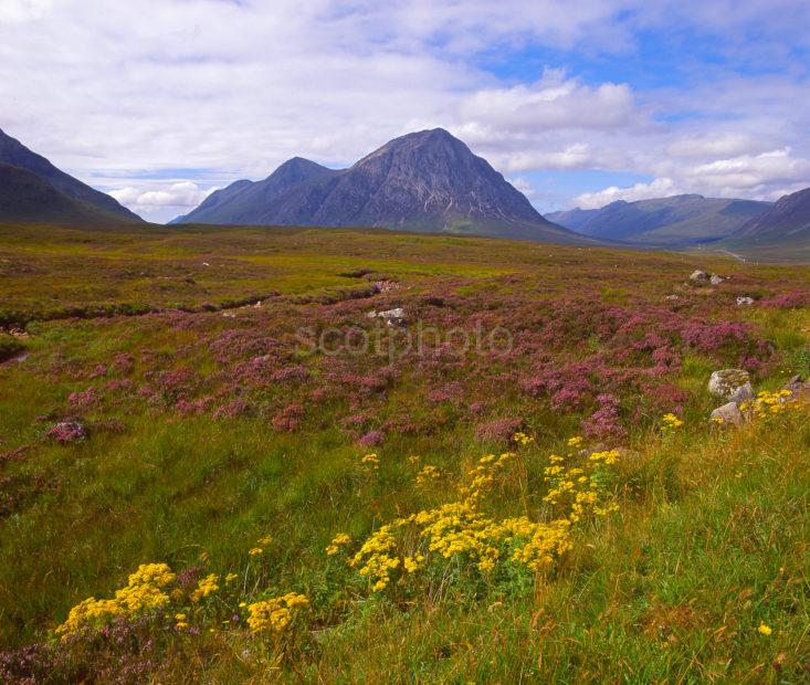 Rugged Scenery On Rannoch Moor With Buchaille Etive Mhor In View West Highlands