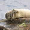 I5D8440 Seal Pup Isle Of Arran Cropped