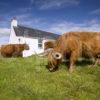 WY3Q7373 Highland Cows Explore Duirnish