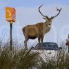 Y3Q9940 Tourist Snap Stag Nr SOS Post