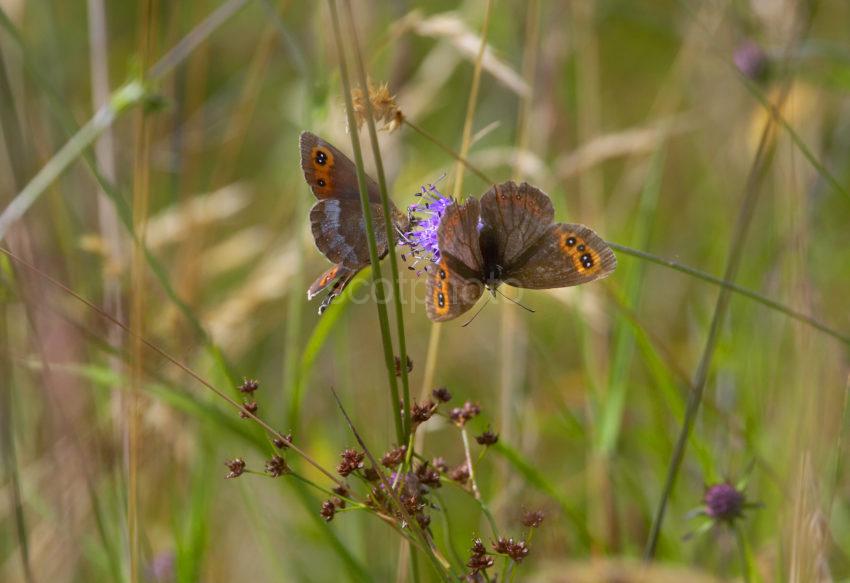 4007 Two Scotsh Argos Butterflys Seen Eriska