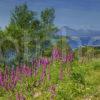 Unusual Pic Of Skye Bridge And Cuillins From Nr Lochalsh