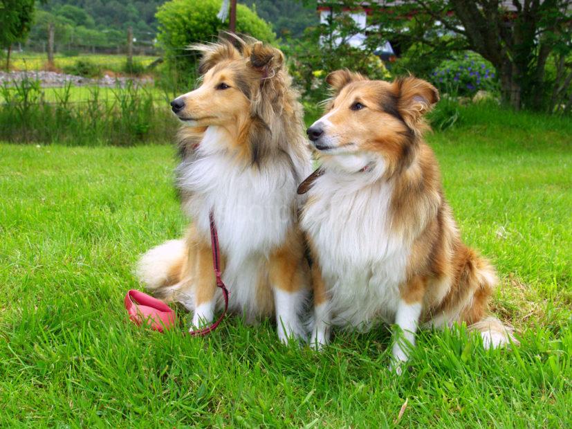 Lucy And Carey Ann