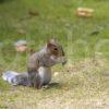 Grey Squirrel In Chester Park