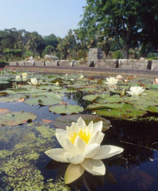 Water Lilly In Logan Botanical Gardens Nr Port Logan Dumfries And Galloway