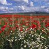 Best Pic Of Poppy Fields Near Dunbar East Lothian