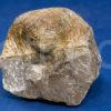 Fossil Shell Or Brachiopod On Limestone