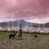 Donald MacDonald Sheep Farmer Trotternish Isle Of Skye