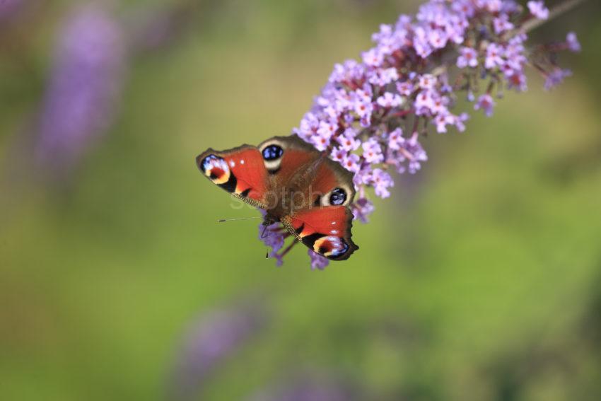 I5D9584 Peacock Butterfly On Budleigh Flowers