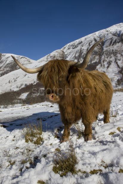 I5D3284 Highland Cow In Glen Nevis Winter In Lochaber