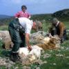 Sheep Shearing At Milovaig On The Isle Of Skye