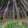 33A9754 Foxgloves In Pine Forest 2