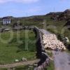 Sheep Farming On The Island Of Islay Rhinns Of Islay