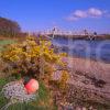 Spring View Towards Connel Bridge As Seen From The Shore Of Loch Etive Argyll