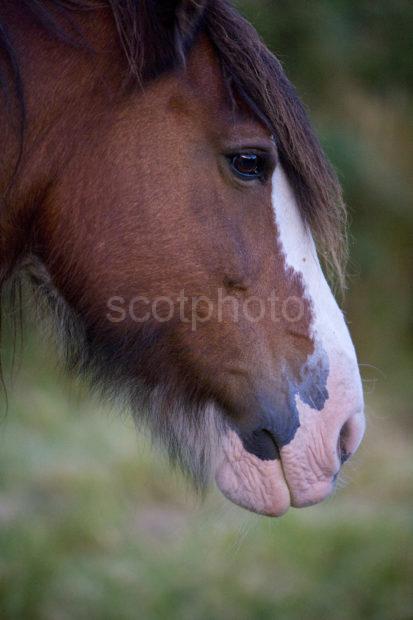 Y3Q9215 LONELY HORSE IN FIELD