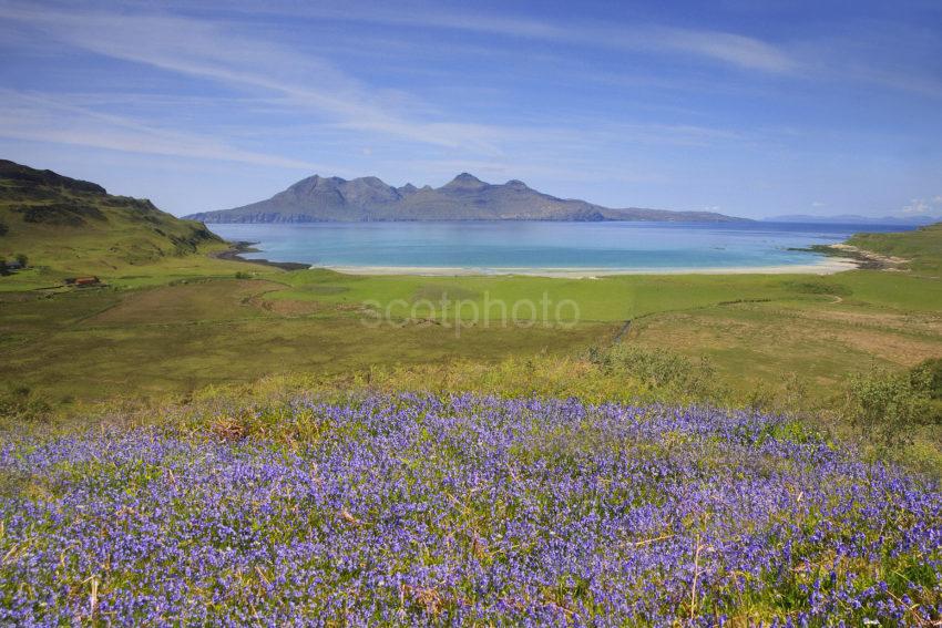 Bluebells On Eigg Looking Towards Rum