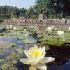 Water Lilly In Logan Botanical Gardens Nr Port Logan Dumfries And Galloway