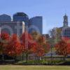 133A0480 Maple Trees Bicentennial Park2