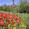 Springtime Kelvingrove Park With University Tower