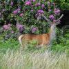 DSC 1930 Deer Glenfinnan Good Shot