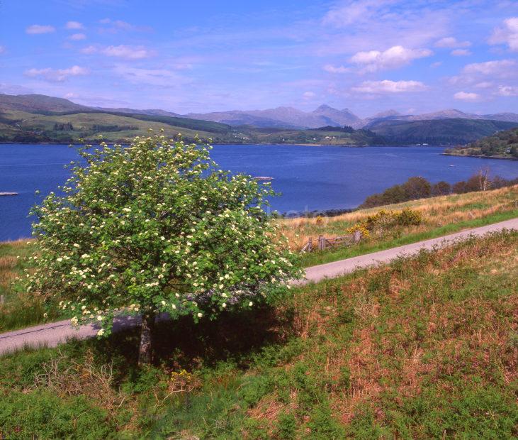 Summer View Overlooking Loch Sunart North West Highlands