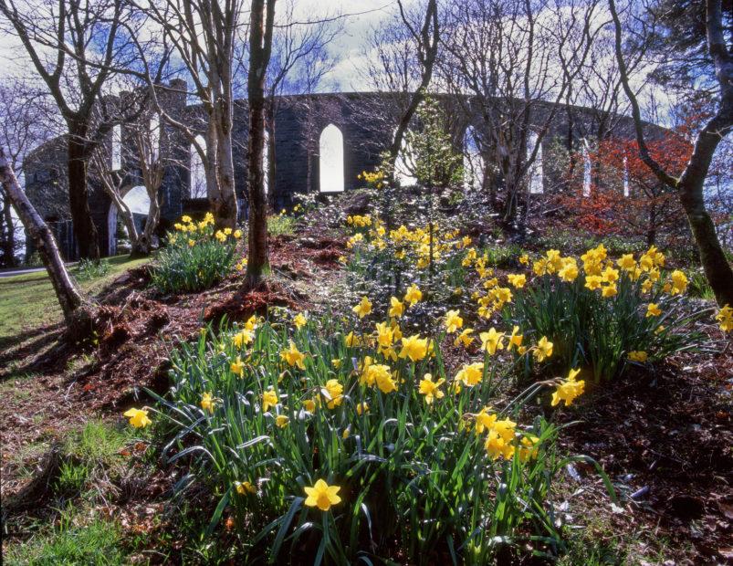 MacCaigs Tower In Spring