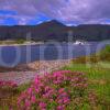 Summer View Across The Corran Sound Towards Ardgour Corran West Highlands Portrait