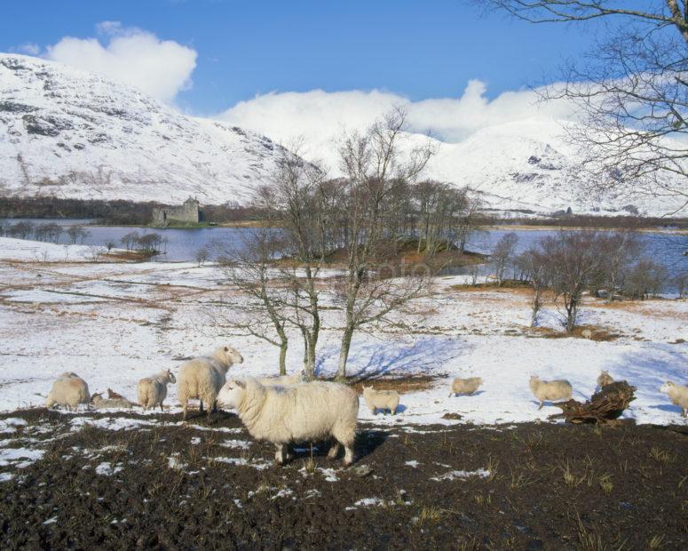 Winter View Towards Kilchurn Castle From Shore Of Loch Awe Argyll