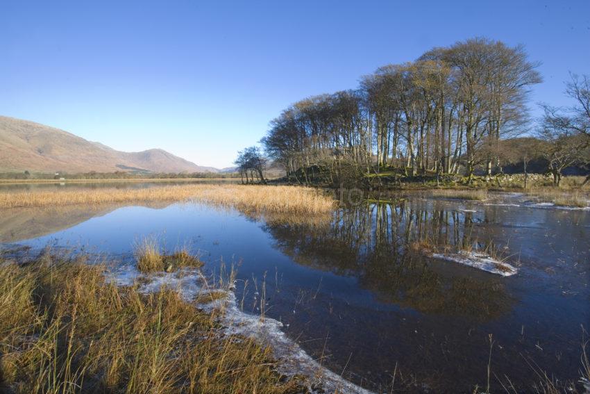 WY3Q6345 Winter Reeds Loch Awe