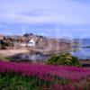 Summer View Towards Crail Harbour East Neuk Of Fife