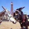 Two Donkeys With Tower