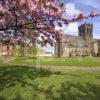 WY3Q4072 Paisley Abbey Spring Under Cherry Tree Renfrewshire Glasgow