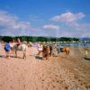 Busy Summer Day On Milllport Beach