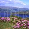 Early Summer View Across Kyles Of Bute From Tighnabruich Road